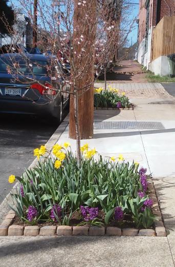 flower plantings at Victory Rug